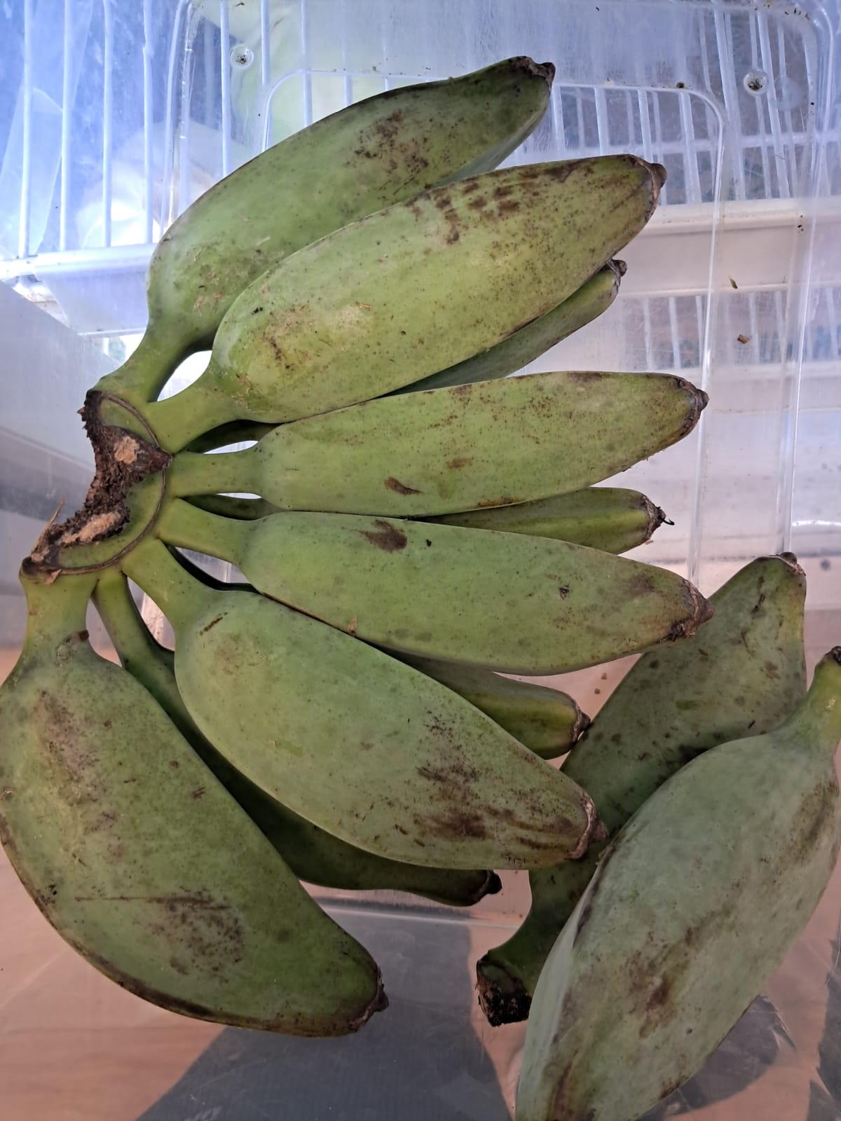 Green Banana